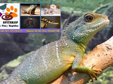 Visit our Reptile Shop