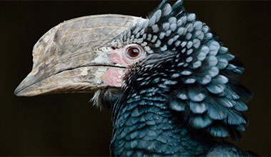 Breeding the Silvery-cheeked Hornbill 